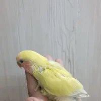 طوطی برزیلی سرلاکی زرد|پرنده|دزفول, |دیوار