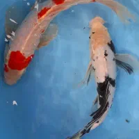 کوی مخصوص حوض