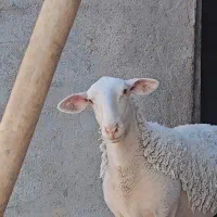 بره نر و ماده لاکن