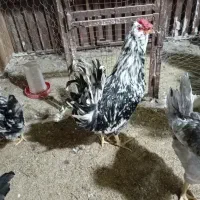 فروش تخم مرغ گلین خالص و فول کیفیت|حیوانات مزرعه|کازرون, |دیوار