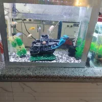 آکواریوم همراه با ماهی و لوازمش