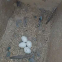 جفت آبی کاربنی نقابدار با ۴تا تخم|پرنده|مشهد, مهدی آباد|دیوار