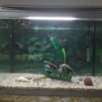 اکواریوم شرکتی