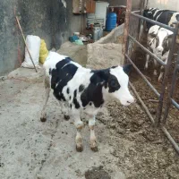 فروش گوساله نر اصیل