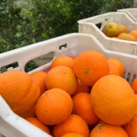 تامسون (انواع مرکبات)|حراج|قائمشهر, |دیوار