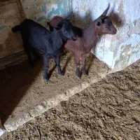 دو تا کره مور سیاه