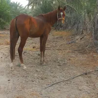 اسب نریون