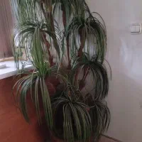 درختچه نخل و  یک جفت لاستیک  تیبا وپراید