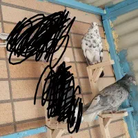 کبوتر نر و ماده جفت