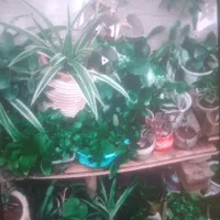 با بهترین قیمت به فروش می‌رسد|گل و گیاه طبیعی|محمدیه-قزوین, |دیوار