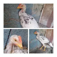 مرغ|حیوانات مزرعه|سراوان, |دیوار