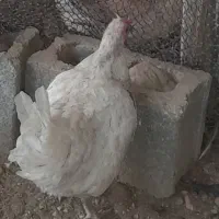 دو۲عددخروش ویک مرغ کرک محلی اصل خورموج درخدمتم|حیوانات مزرعه|خورموج, |دیوار