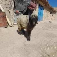 قوچ|حیوانات مزرعه|همایجان, |دیوار