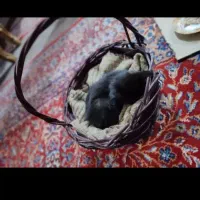 بچه گربه مشکی