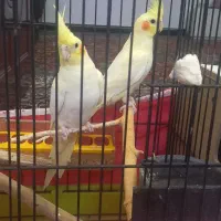 عروس هلندی