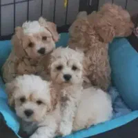 مالتیپو و پودل کراس و شیتزو مالتیز