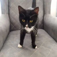 گربه پیدا شده