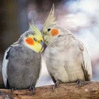 عروس هلندی رایگان
