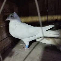 کفتر پلاکی و دمسفید|پرنده|قم, باغ کرباسی|دیوار