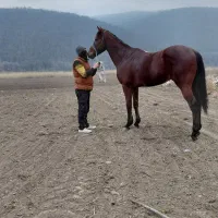 نریان تروبرد