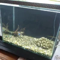 فروش آکواریوم قیمت مناسب