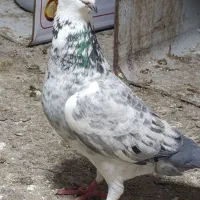 چندتاکبوتردرجه یک|پرنده|گنبد کاووس, |دیوار