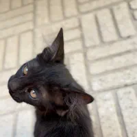 واگذاری گربه DSH مشکی