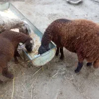 یه طوقلی دم فحل و گوسفند میان سال دارم