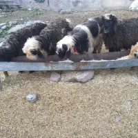 ۶عدد بره پرواری