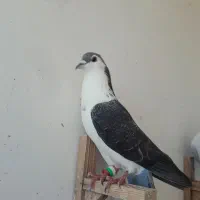 کبوتر ساده نر قلدر صید و ۲تا طوقی و سینه