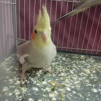 جوجه عروس هلندی