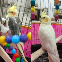 پرنده زینتی یک جفت عروس هلندی مولد