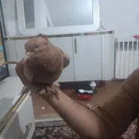 کبوتر نسکافه ای پاپر تاجدار زینتی|پرنده|تهران, شهرآرا|دیوار