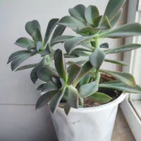 فروش گلها|گل و گیاه طبیعی|مراغه, |دیوار