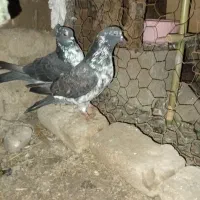 کبوتر پرشی|پرنده|مزرعه کتول, |دیوار