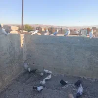 ی جفت زاغ دم سفید خوشگل