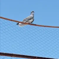 کبوتر گرو ازنقده|حیوانات|نقده, |دیوار