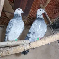 کفتر|پرنده|تهران, طیب|دیوار