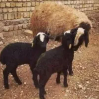 گوسفند دو زا نژاد شال