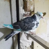 ۵تا کفترخوب|پرنده|رباط‌کریم, شترخوار|دیوار