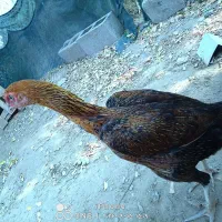 مرغ|حیوانات مزرعه|میناب, |دیوار