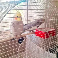 فروش عروس هلندی