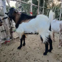 نریگ سر حال