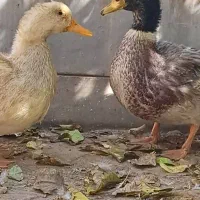 اردک های زیبا