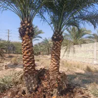 شرکت هرس وتکریب  نخل خرما پاجوش‌های اصلی