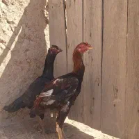 جوجه خروس لاری