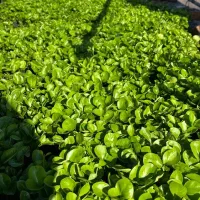 سبزه نارنج درجه یک