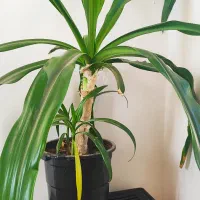 گل عنکبوتی ۶ساله|گل و گیاه طبیعی|شهرکرد, |دیوار