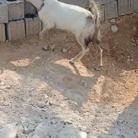 دو عدد کره تره خوب چاق