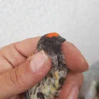 نر گلدار درجه یک|پرنده|مهاجران, |دیوار